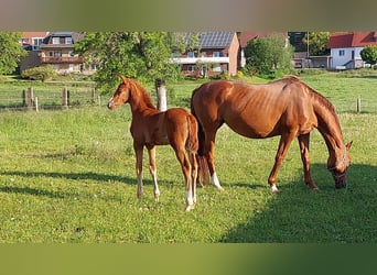 Koń westfalski, Klacz, 1 Rok, Kasztanowata