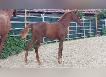 Koń westfalski, Klacz, 1 Rok, Kasztanowata