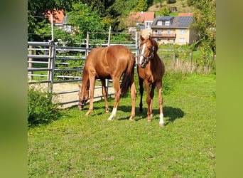 Koń westfalski, Klacz, 1 Rok, Kasztanowata