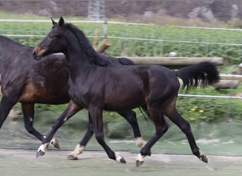 Koń westfalski, Klacz, 1 Rok, Skarogniada