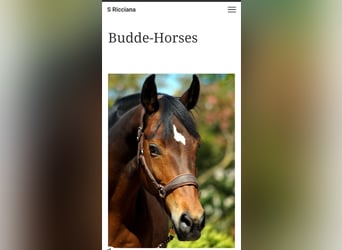 Koń westfalski, Klacz, 1 Rok, Skarogniada