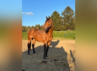Koń westfalski, Klacz, 20 lat, 164 cm, Ciemnogniada