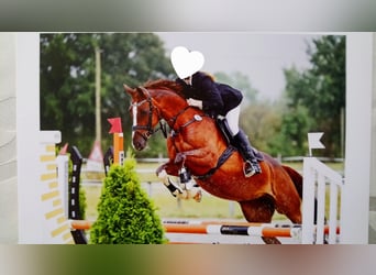Koń westfalski, Klacz, 21 lat, 166 cm, Ciemnokasztanowata
