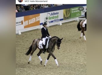 Koń westfalski, Klacz, 22 lat, 163 cm, Gniada