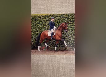 Koń westfalski, Klacz, 22 lat, 165 cm