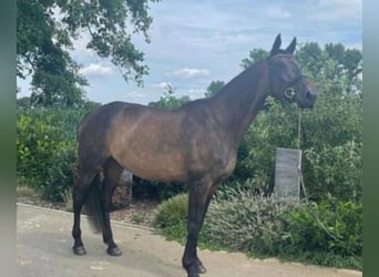 Koń westfalski, Klacz, 23 lat, 172 cm, Ciemnogniada