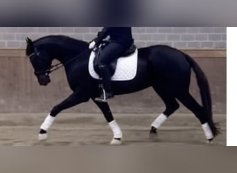 Koń westfalski, Klacz, 26 lat, 165 cm, Kara