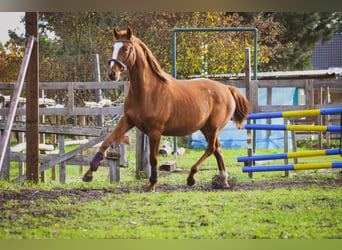 Koń westfalski, Klacz, 2 lat, 150 cm, Kasztanowata