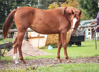 Koń westfalski, Klacz, 2 lat, 150 cm, Kasztanowata