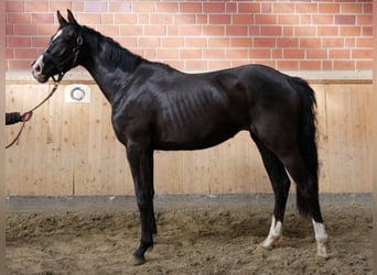 Koń westfalski, Klacz, 2 lat, 152 cm