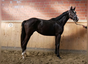 Koń westfalski, Klacz, 2 lat, 152 cm