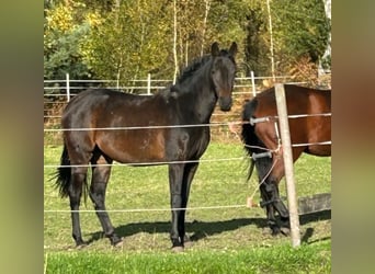 Koń westfalski, Klacz, 2 lat, 159 cm, Ciemnogniada