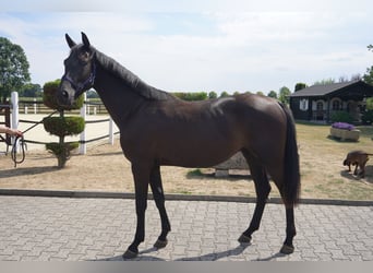 Koń westfalski, Klacz, 2 lat, 160 cm, Kara