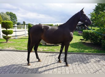 Koń westfalski, Klacz, 2 lat, 160 cm, Kara