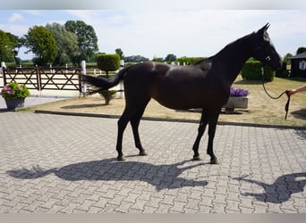 Koń westfalski, Klacz, 2 lat, 160 cm, Kara