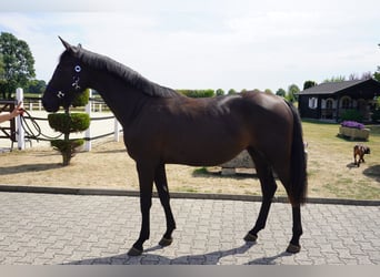 Koń westfalski, Klacz, 2 lat, 160 cm, Kara