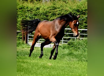Koń westfalski, Klacz, 2 lat, 164 cm, Gniada