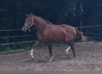 Koń westfalski, Klacz, 2 lat, 165 cm, Ciemnokasztanowata