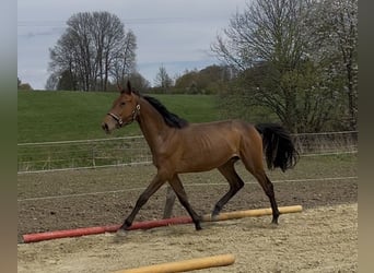 Koń westfalski, Klacz, 2 lat, 165 cm, Gniada