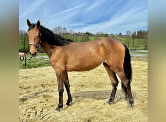 Koń westfalski, Klacz, 2 lat, 165 cm, Gniada