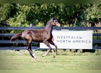Koń westfalski, Klacz, 2 lat, 167 cm, Ciemnogniada