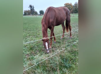 Koń westfalski, Klacz, 2 lat, 167 cm, Kasztanowata