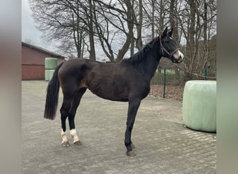 Koń westfalski, Klacz, 2 lat, 168 cm, Ciemnogniada