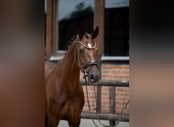 Koń westfalski, Klacz, 2 lat, 168 cm, Ciemnokasztanowata