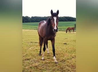 Koń westfalski, Klacz, 2 lat, 170 cm, Gniada