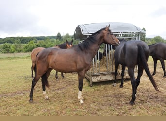 Koń westfalski, Klacz, 2 lat, 170 cm, Gniada