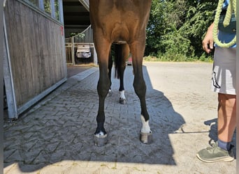 Koń westfalski, Klacz, 2 lat, 172 cm, Ciemnogniada