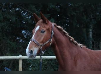 Koń westfalski, Klacz, 2 lat, 172 cm, Kasztanowata