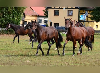 Koń westfalski, Klacz, 2 lat, Ciemnogniada