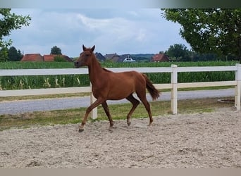 Koń westfalski, Klacz, 2 lat, Ciemnokasztanowata