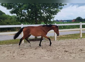 Koń westfalski, Klacz, 2 lat, Gniada