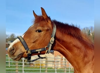 Koń westfalski, Klacz, 2 lat, Kasztanowata