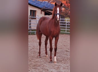 Koń westfalski, Klacz, 2 lat, Kasztanowata