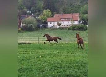 Koń westfalski, Klacz, 2 lat, Kasztanowata