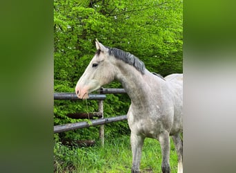 Koń westfalski, Klacz, 2 lat, Siwa