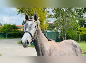 Koń westfalski, Klacz, 2 lat, Siwa