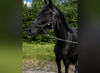 Koń westfalski, Klacz, 3 lat, 135 cm, Kara