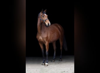 Koń westfalski, Klacz, 3 lat, 155 cm, Formy Brown Falb