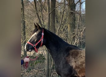 Koń westfalski, Klacz, 3 lat, 156 cm, Kara