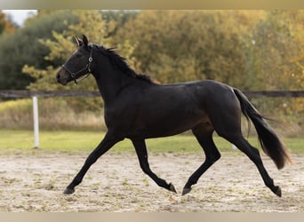 Koń westfalski, Klacz, 3 lat, 157 cm, Ciemnogniada