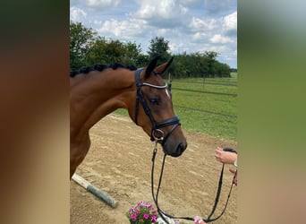 Koń westfalski, Klacz, 3 lat, 158 cm, Gniada