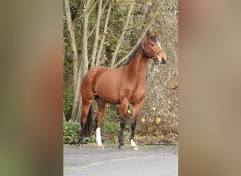 Koń westfalski, Klacz, 3 lat, 158 cm, Gniada