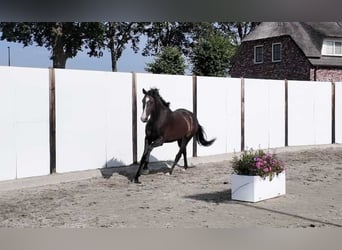 Koń westfalski, Klacz, 3 lat, 160 cm, Ciemnogniada