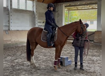 Koń westfalski, Klacz, 3 lat, 160 cm, Kasztanowata
