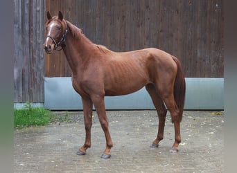 Koń westfalski, Klacz, 3 lat, 160 cm, Kasztanowata