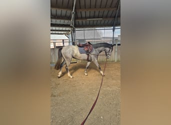 Koń westfalski, Klacz, 3 lat, 160 cm, Siwa